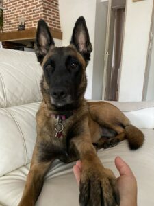 Sunny malinois 2 ans et demi