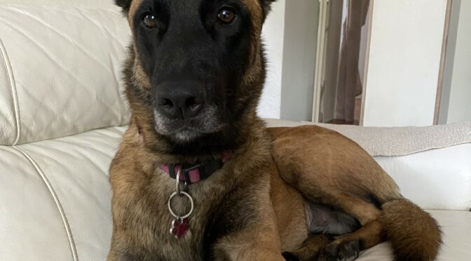 Sunny malinois 2 ans et demi